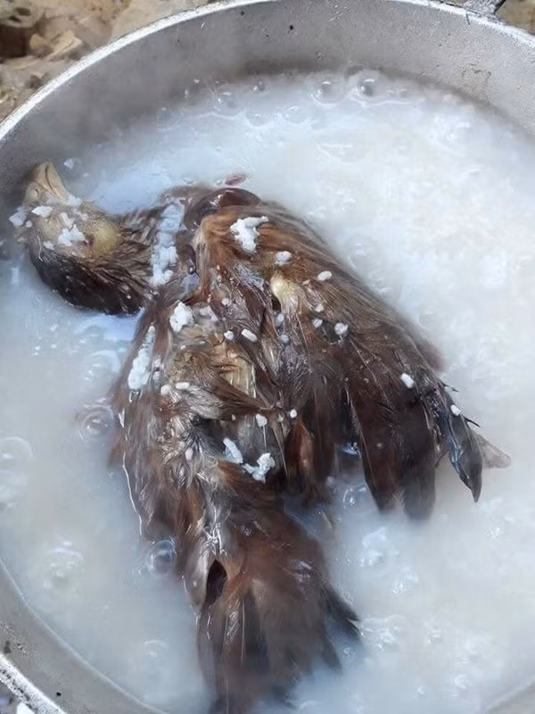 Cháo gà còn nguyên lông là một ví dụ điển hình của hai từ "thảm họa".