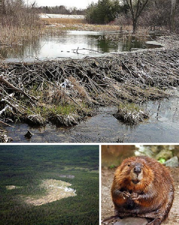 Thực vật xanh tốt đủ nước cũng bắt lửa ít hơn so với cây cối giòn khô vì thiếu nước. Chính điều này giúp hệ sinh thái của hải ly chống cháy tốt. Những con hải ly cung cấp đủ nước cho thung lũng của chúng tới mức cây cối không bắt lửa.