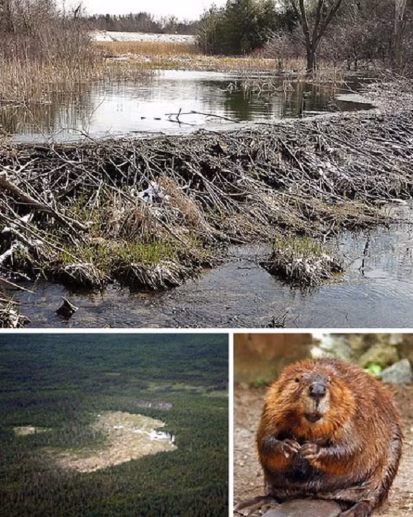 Thực vật xanh tốt đủ nước cũng bắt lửa ít hơn so với cây cối giòn khô vì thiếu nước. Chính điều này giúp hệ sinh thái của hải ly chống cháy tốt. Những con hải ly cung cấp đủ nước cho thung lũng của chúng tới mức cây cối không bắt lửa.