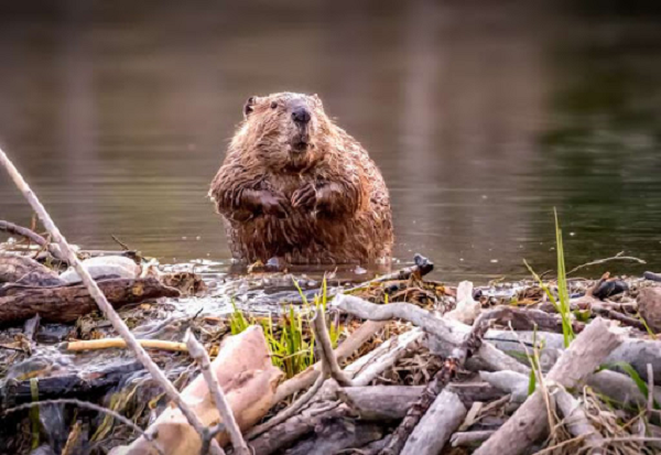 Loài hải ly có thể góp phần giúp làm sạch nguồn nước ở các sông suối bị ô nhiễm cũng như giúp ngăn chặn tình trạng xói mòn, rửa trôi đất canh tác nông nghiệp có giá trị từ các trang trại.