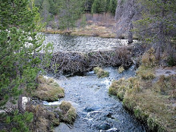 Trên thế giới, có hai giống loài hải ly là hải ly Bắc Mỹ và những con hải ly Âu Á. Điểm khác biệt giữa hai loài hải ly này đó là hải lý Âu Á có kích thước lớn hơn và mõm hẹp hơn, bộ lông mỏng, nhẹ hơn của loài hải ly Bắc Mỹ.