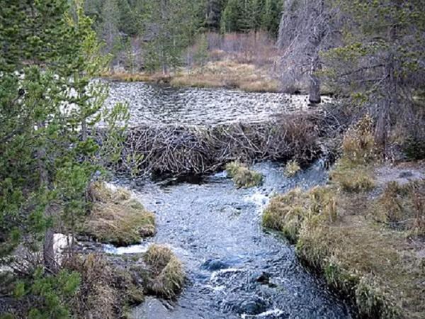 Trên thế giới, có hai giống loài hải ly là hải ly Bắc Mỹ và những con hải ly Âu Á. Điểm khác biệt giữa hai loài hải ly này đó là hải lý Âu Á có kích thước lớn hơn và mõm hẹp hơn, bộ lông mỏng, nhẹ hơn của loài hải ly Bắc Mỹ.