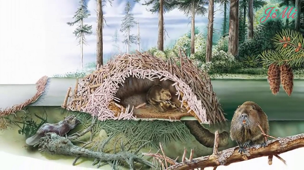 Giới nghiên cứu suy đoán hải ly còn góp phần làm chậm tốc độ lan rộng của cháy rừng. Ví dụ, sau đám cháy Sharps thiêu rụi 26.305 hecta ở Idaho năm 2018, nhà địa mạo học Joe Wheaton ở Đại học Utah, bắt gặp khoảng đất xanh tốt trong vùng cháy.