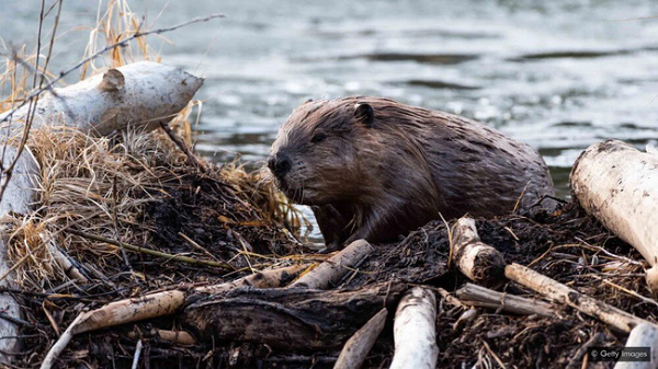 Thiên đường xanh của hải ly không chỉ bảo vệ chúng mà vô số động vật khác bao gồm loài lưỡng cư, bò sát, chim chóc và động vật có vú nhỏ.