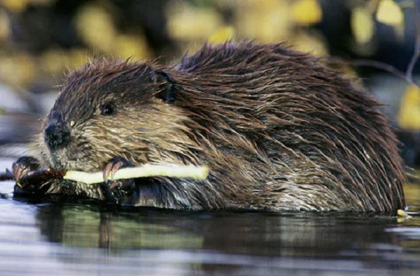 Nét đặc trưng của hải ly là cái đuôi hình bầu dục không thể nhầm lẫn vào đâu. Đuôi nó có thể dài tới 38cm, rộng 15cm, khi chúng đập đuôi trên mặt nước nghĩa là cảnh báo có nguy hiểm cho đồng loại. Ngoài ra, đuôi của hải ly như một cái đòn bẩy và là phương tiện để giúp loài vật này thuận tiện khi bơi dưới nước.