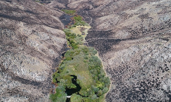 Đó là đầm lầy hải ly có khả năng chống chọi ngọn lửa. Tuy nhiên, trước đây, chưa có nhà khoa học nào nghiên cứu kỹ lưỡng về hiện tượng này.