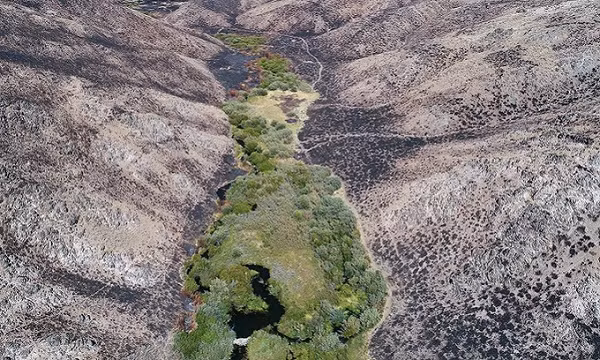 Đó là đầm lầy hải ly có khả năng chống chọi ngọn lửa. Tuy nhiên, trước đây, chưa có nhà khoa học nào nghiên cứu kỹ lưỡng về hiện tượng này.