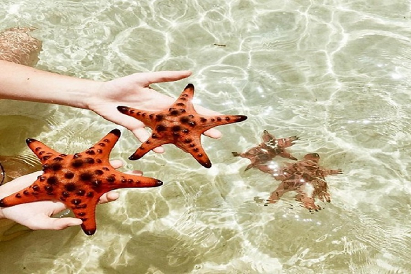 Ngoài hình dáng đặc biệt của mình, Sao Biển còn nổi tiếng với khả năng tái tạo các phần cơ thể và trong một số trường hợp, chúng có thể tái tạo lại toàn bộ cơ thể. Chúng làm được điều này bằng cách cất giấu hầu hết hoặc toàn bộ các cơ quan quan trọng của chúng trong cánh sao và với điều kiện những cơ quan trung tâm trên cơ thể phải còn nguyên vẹn.