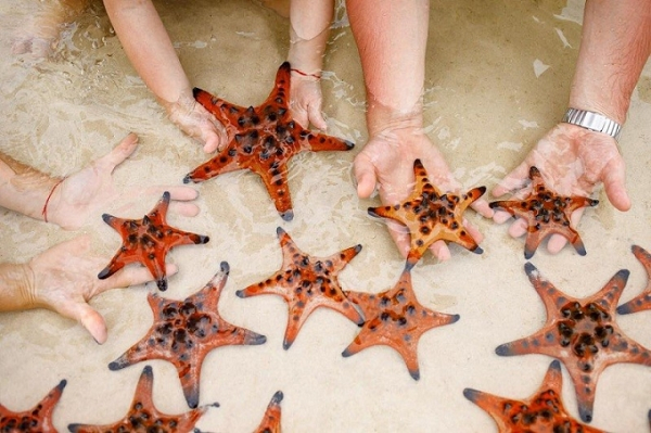 Sao Biển có một con mắt trên mỗi đầu cánh nhưng chúng lại không thể phân biệt được màu sắc.