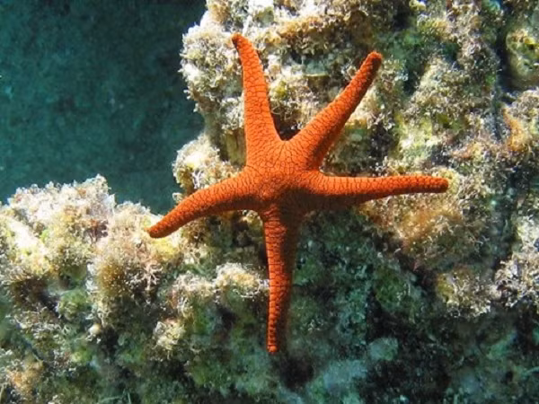 Có khoảng 2.000 loài Sao Biển sống trong các đại dương trên khắp thế giới, từ môi trường nhiệt đới đến những vùng biển lạnh. Loài sao biển năm cánh là phổ biến nhất, giống như tên gọi của chúng, nhưng cũng có những loài có 10, 20 hay thậm chí là 40 cánh tồn tại.