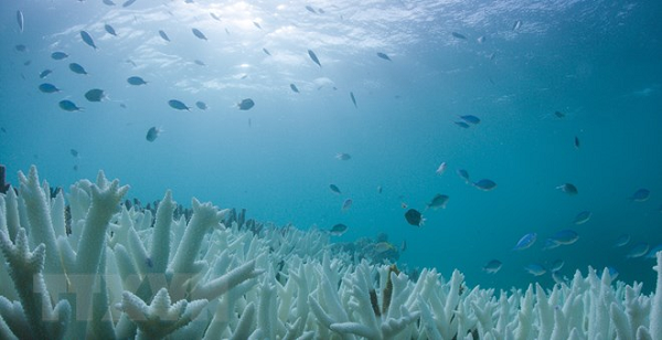 Các nhà khoa học đã trình bày chi tiết các trường hợp được gọi là hội chứng suy yếu ở Sao Biển. Căn bệnh này khiến mô của chúng bị phân hủy và cuối cùng là vỡ ra, có thể gây hiện tượng chết hàng loạt. Các đợt bùng phát hội chứng được ghi nhận trong bảy năm qua đe dọa một số loài Sao Biển vốn đã có nguy cơ tuyệt chủng.