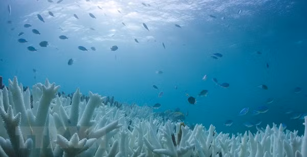 Các nhà khoa học đã trình bày chi tiết các trường hợp được gọi là hội chứng suy yếu ở Sao Biển. Căn bệnh này khiến mô của chúng bị phân hủy và cuối cùng là vỡ ra, có thể gây hiện tượng chết hàng loạt. Các đợt bùng phát hội chứng được ghi nhận trong bảy năm qua đe dọa một số loài Sao Biển vốn đã có nguy cơ tuyệt chủng.