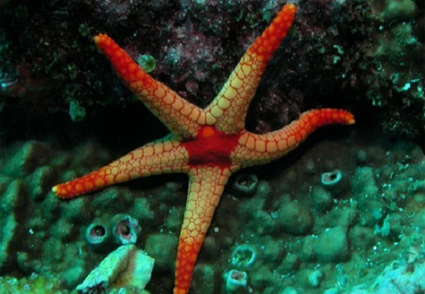 “Con người thở bằng cách đưa không khí vào phổi và đẩy ra. Sao Biển khuếch tán oxy thông qua các cấu trúc nhỏ trên bề mặt được gọi là các nhú gai. Nếu không có đủ oxy xung quanh các nhú này, sao biển sẽ không thể thở được,” Ian Hewson, nhà hải dương học sinh học tại Đại học Cornell và một trong những tác giả của nghiên cứu mới, cho biết.