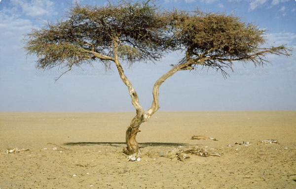 Arbre du Ténéré ở đất nước Niger từng được xem là "cây keo cô độc nhất thế giới" vì xung quanh nó (trong bán kính 200 - 400km) hầu như không có một cái cây nào khác!