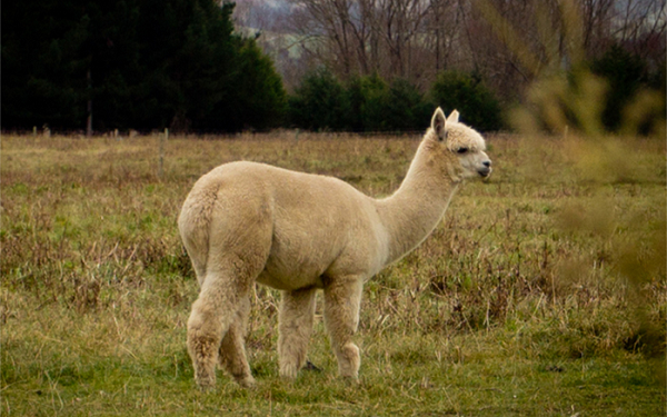 Theo Viện Công nghệ sinh học Vlaams, những kháng thể này có thể giúp chống lại Covid-19.
