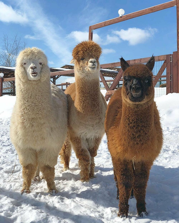 "Chỉ có hai lỗ thủng được tìm thấy trên ngực lạc đà, ngoài ra không còn dấu vết gì khác. Rõ ràng là có thứ gì đó đã hút máu chúng. Kiểu vết thương này không phải do những kẻ săn mồi thường thấy trong khu vực như báo sư tử và cáo gây ra. Chúng tôi cần một cuộc điều tra toàn diện hơn", Nieto cho biết.