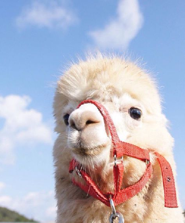 Vào năm 1989, một trường đại học ở Brussel, Bỉ đã phát hiện đặc tính đáng chú ý của kháng thể trong máu các loài lạc đà như lạc đà sa mạc, lạc đà không bướu và lạc đà Alpacas.