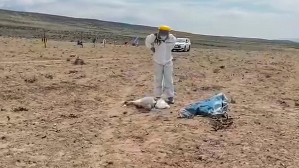 Nhiều người thậm chí còn truyền tai nhau về con quỷ hút máu Chupacabra trong truyền thuyết - sinh vật được thêu dệt vào giữa những năm 1990 sau khi một loạt con dê bị cắn chết và hút máu một cách bí ẩn ở Puerto Rico.