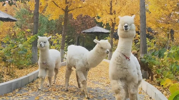 Trước đó, các nhà khoa học đến từ Viện Công nghệ sinh học Vlaams tại Ghent (Bỉ) – một trong những viện nghiên cứu hàng đầu châu Âu, đã tìm thấy nhiều kháng thể trong máu của loài lạc đà không bướu.