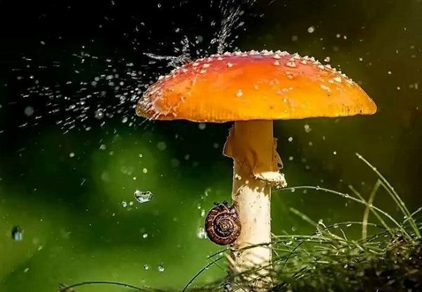 Cây nấm trở thành chiếc ô khổng lồ của ốc sên.