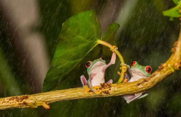 Hình ảnh đáng yêu của đôi ếch trú mưa dưới một chiếc lá.
