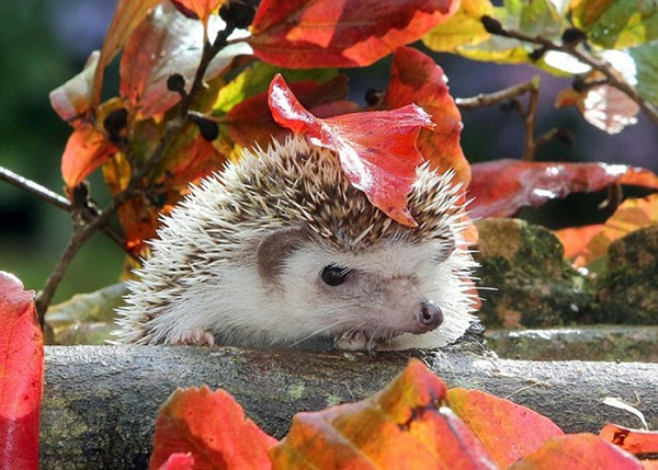 Hình ảnh đáng yêu của đôi ếch trú mưa dưới Trời vừa mưa vừa nắng, nhím con quyết định học theo các loài động vật trú mưa khác, núp dưới một cái lá nhỏ.một chiếc lá.