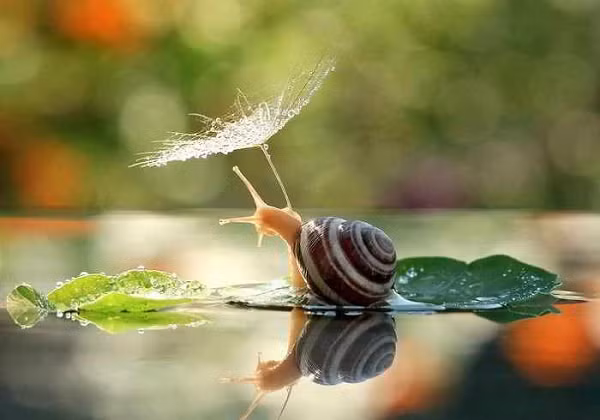 Một bông hoa bồ công anh cũng có thể trở thành chiếc ô hữu hiệu cho ốc tránh cơn mưa nhỏ.