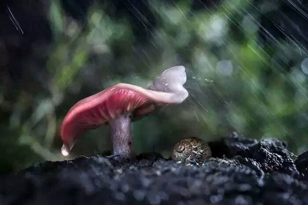 Có vẻ như ốc sên rất thích những chiếc "ô nấm" khổng lồ.