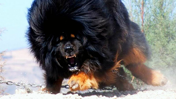 Từ các nghiên cứu này, các nhà khoa học nhận thấy, những người mắc chứng loạn thần kinh có nguy cơ bị chó cắn cao hơn 22% so với những người ổn định về cảm xúc.