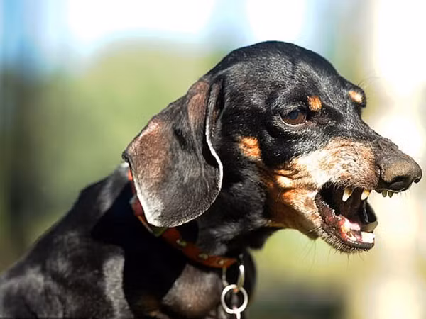 Các loài chó dữ như Pitbull thường được chủ "rèn luyện" bằng cách ăn thịt sống hoặc chọi chó cũng khiến chúng trở nên tàn bạo, hung dữ hơn, có thể bất ngờ tấn công vật nuôi khác và thậm chí là cả con người.