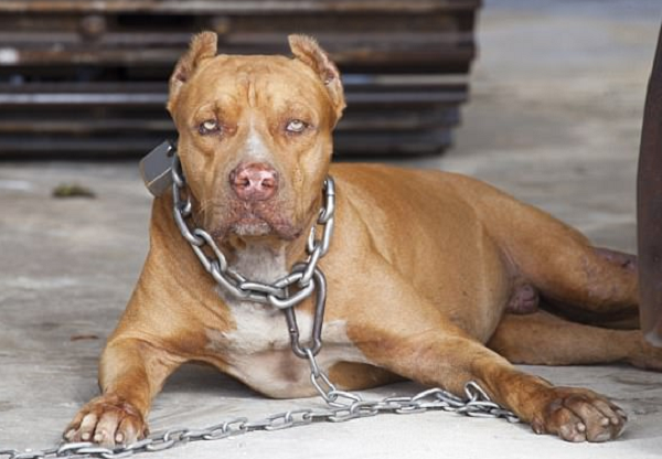 Có thể sự lo lắng và bất an của một cá nhân khiến họ phát ra các pheromone (các phân tử mùi có ý nghĩa sinh học) khác nhau. Một số nghiên cứu cho thấy, một số pheromone nhất định có thể giúp chó bình tĩnh hơn. Do đó, dường như không nằm ngoài khả năng rằng các pheromone khác có thể kích động chó hành động hung hăng.