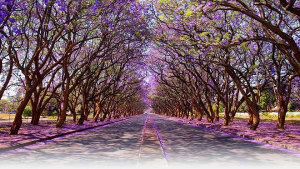 Đại lộ Milton là một trong những con người lung linh và rạng ngời bởi sắc tím hai bên đường của toàn những cây hoa Jacaranda (hoa dạ lan hương).