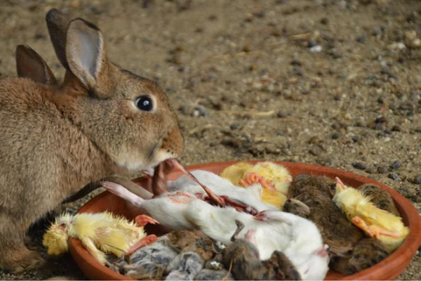 Tại sao thỏ snowshoe là loài ăn cỏ nhưng lại ăn thịt? Các nhà nghiên cứu tin rằng thức ăn không đủ có thể đã khiến chúng ăn thịt, chúng chỉ ăn xác động vật tìm thấy vào mùa đông khi có ít thực vật. Trên thực tế, chúng hiếm khi ăn những xác này từ tháng 5 đến tháng 8 khi đủ thức ăn.