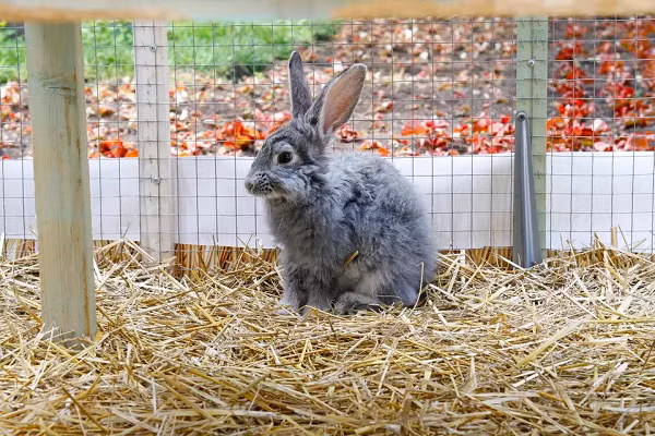 Ngoài các viên phân thông thường mà thỏ sản xuất vào ban ngày, có một loại phân đặc biệt cũng được bài tiết vào ban đêm.