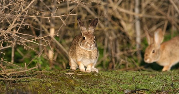 Các cecotropes được sản xuất trong manh tràng, một phần của đường ruột của thỏ, bằng cách lên men thức ăn mà chúng đã tiêu thụ.