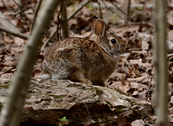 Chúng cũng chỉ được sản xuất vào ban đêm, vì vậy chỉ có thể nhìn thấy một con thỏ thực hiện hành động ăn phân này vào lúc đêm khuya hoặc sáng sớm.