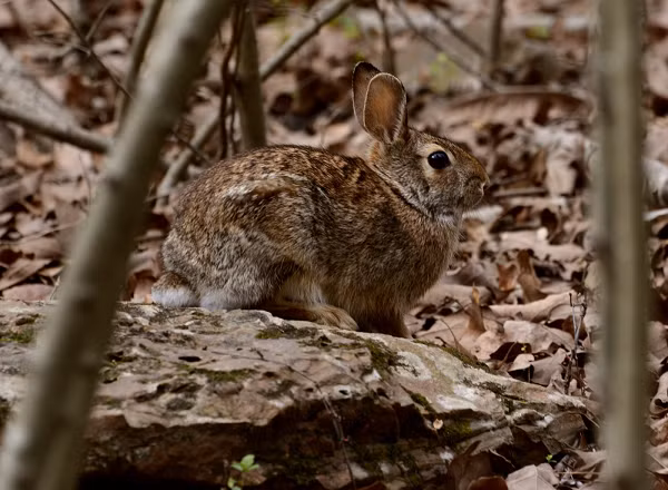 Chúng cũng chỉ được sản xuất vào ban đêm, vì vậy chỉ có thể nhìn thấy một con thỏ thực hiện hành động ăn phân này vào lúc đêm khuya hoặc sáng sớm.