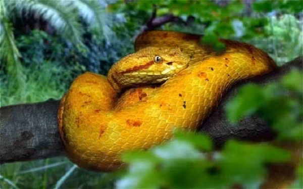 Tuy rắn hổ lục đầu vàng là loài đang có nguy cơ tuyệt chủng ở những nơi khác trên thế giới nhưng trên đảo có nhiều loài rắn này tới mức cứ một mét vuông có tới 1 - 5 con hổ lục đầu vàng.