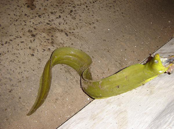 Một vết cắn của rắn hổ lục đầu vàng có thể giết chết một người trưởng thành bằng cách gây sưng đau, ói mửa, bầm tím, chảy máu nội tạng, suy thuận, xuất huyết não và dẫn tới hoại tử cơ bắp nghiêm trọng chỉ sau 2 giờ đồng hồ.