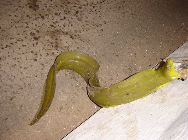 Một vết cắn của rắn hổ lục đầu vàng có thể giết chết một người trưởng thành bằng cách gây sưng đau, ói mửa, bầm tím, chảy máu nội tạng, suy thuận, xuất huyết não và dẫn tới hoại tử cơ bắp nghiêm trọng chỉ sau 2 giờ đồng hồ.