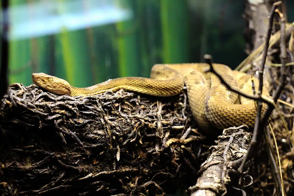 Các nhà khoa học kết luận rắn hổ lục đầu vàng có khả năng phá hủy và làm tan cơ thể người và các loài động khác là vì trong nọc độc của chúng chứa chất độc Hemotoxin làm ăn mòn thịt và mô.