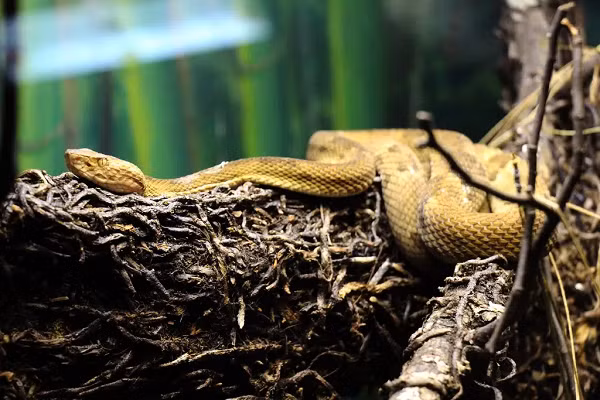 Các nhà khoa học kết luận rắn hổ lục đầu vàng có khả năng phá hủy và làm tan cơ thể người và các loài động khác là vì trong nọc độc của chúng chứa chất độc Hemotoxin làm ăn mòn thịt và mô.