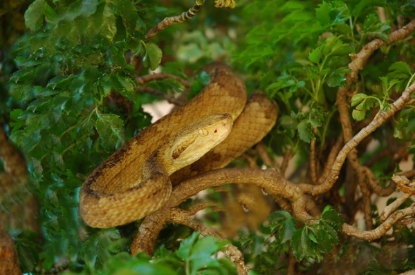 Suốt từ năm 2010, chuyên trang du lịch nổi tiếng Listverse đã chọn hòn đảo này là địa điểm du lịch kinh khủng nhất thế giới, xếp trên cả khu vực bị ô nhiễm phóng xạ Chernobyl và các núi lửa bùn tại Azerbaijan.