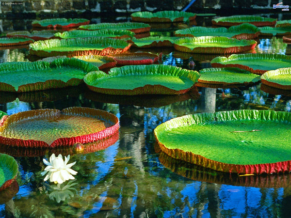 Lá Sen Vua có thể chịu được sức nặng của một người trưởng thành có trọng lượng trung bình từ 80kg trở xuống.