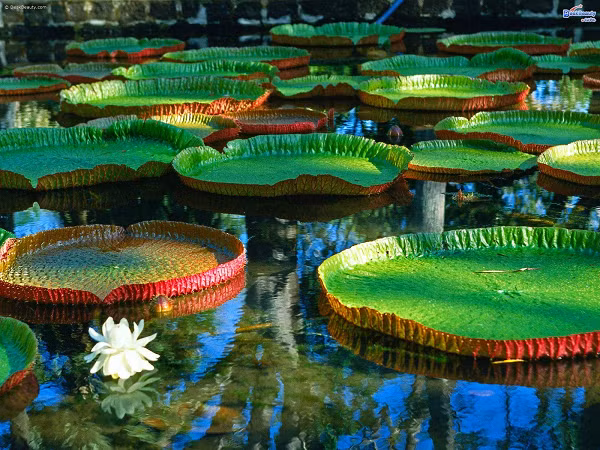 Lá Sen Vua có thể chịu được sức nặng của một người trưởng thành có trọng lượng trung bình từ 80kg trở xuống.