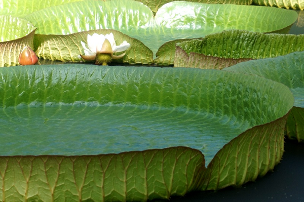 Cây Sen Vua thích hợp với đất nhiệt đới nhiều nắng của miền Nam Việt Nam. Chúng sống được ở ao hồ có độ sâu cạn khác nhau và các loại đất trũng. Cây được trồng trong điều kiện khí hậu thích hợp, chăm sóc tốt sẽ phát triển rất nhanh và mạnh.