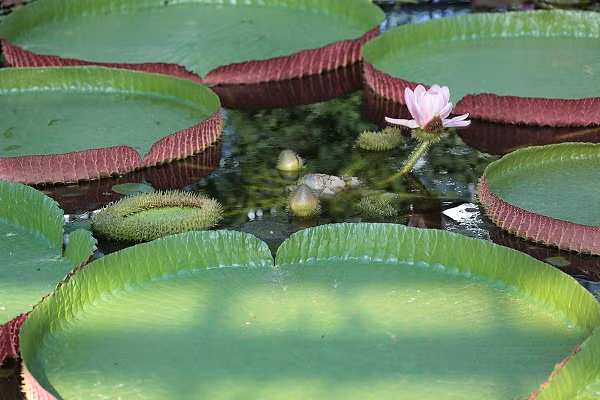 Kết cấu của lá Sen Vua rất lạ. Mặt trên của lá có màu lục nhạt, trơn nhẵn, mặt dưới có màu nâu hoặc hơi đỏ với những đường gân to và lông gai, đây là bộ khung xương vừa giúp lá tránh khỏi các loài động vật sống dưới nước gây hại, vừa làm chức năng nâng đỡ lá nổi trên mặt nước.