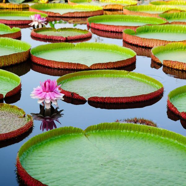 Gân lá và lông gai rất dài có tác dụng tản nhiệt, khiến cho cái nắng gay gắt vùng nhiệt đới không thiêu cháy được lá sen vua.