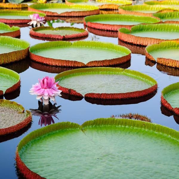 Gân lá và lông gai rất dài có tác dụng tản nhiệt, khiến cho cái nắng gay gắt vùng nhiệt đới không thiêu cháy được lá sen vua.