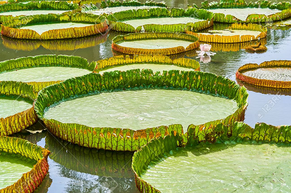 Cây mọc những lá lớn với đường kính từ 1-2m, có khi lên đến 3m, dày 1cm. Lá mọc nổi trên mặt nước, quanh rìa lá ốp lên cao từ 2-5cm tạo thành vành to và cong lên giống cái nia nhìn rất lạ mắt nên được gọi là súng nia.